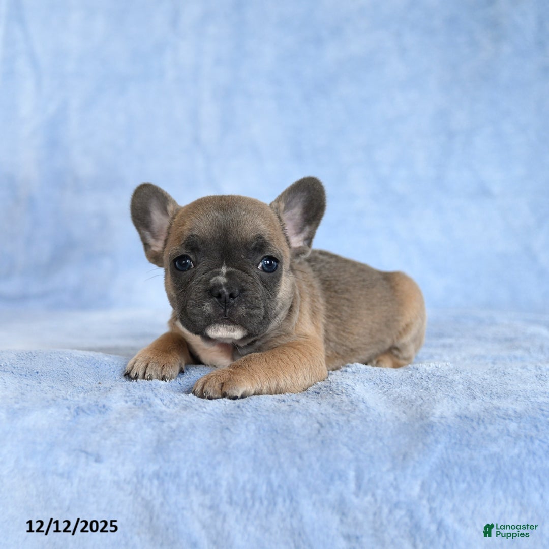 French Bulldog dogs for sale: Yammy - Ad 3