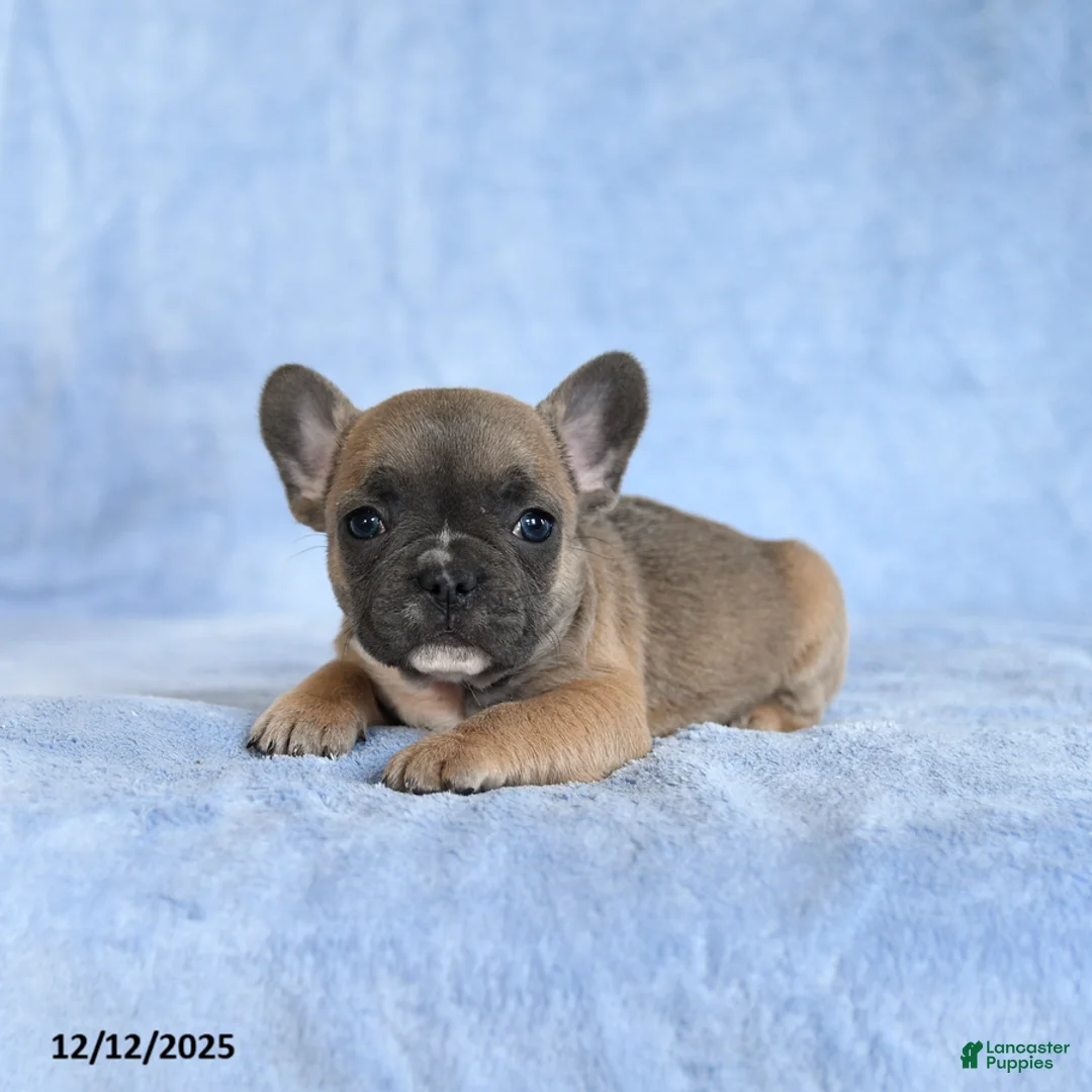French Bulldog dogs for sale: Yammy - Ad 3