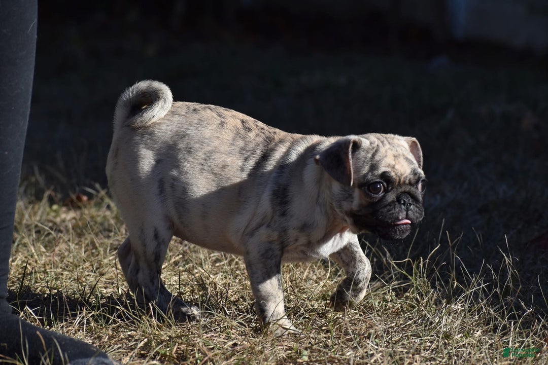 Pug dogs for sale: Pug Puppy Honeycrisp - Ad 5