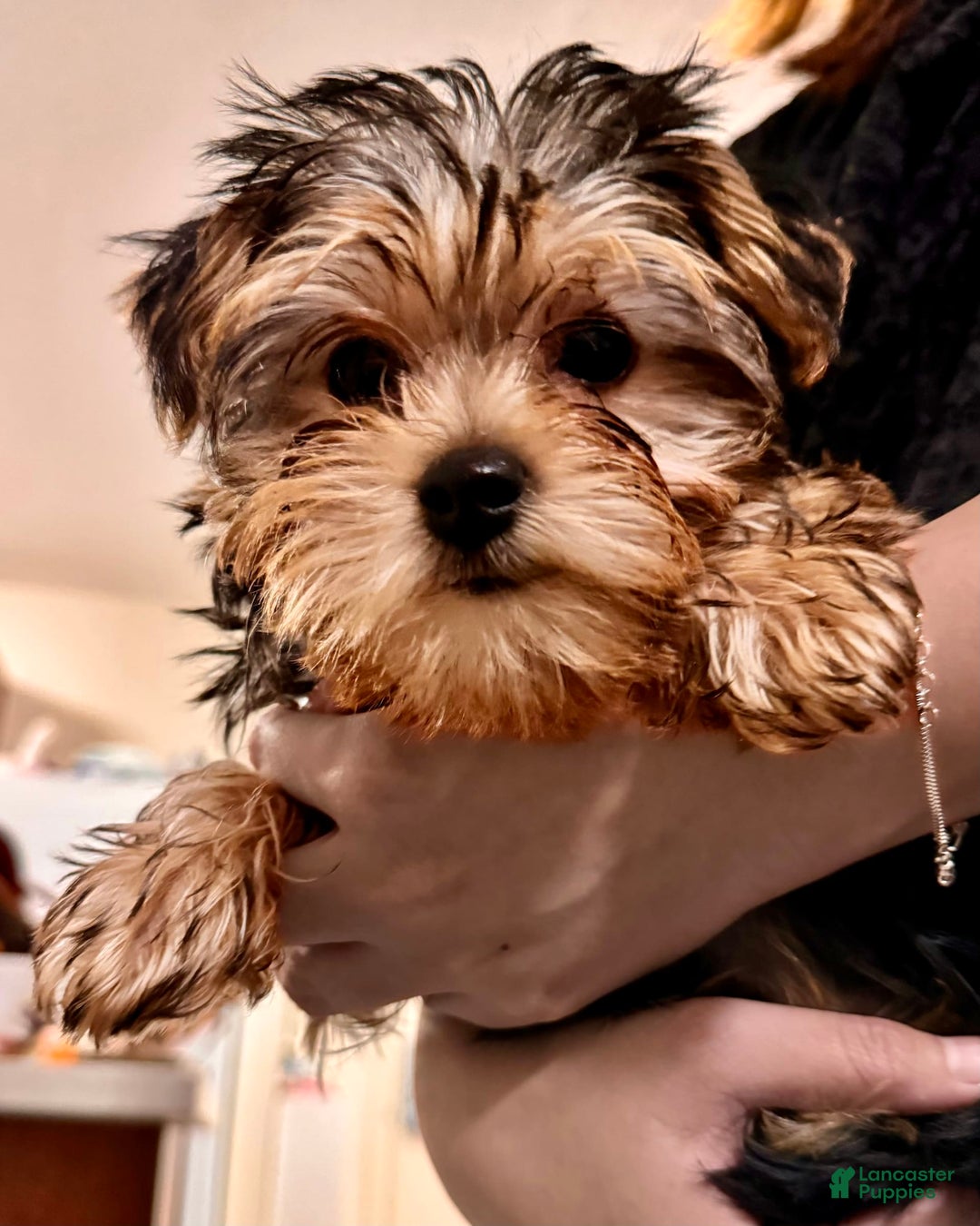 Gallery Image {{count}}