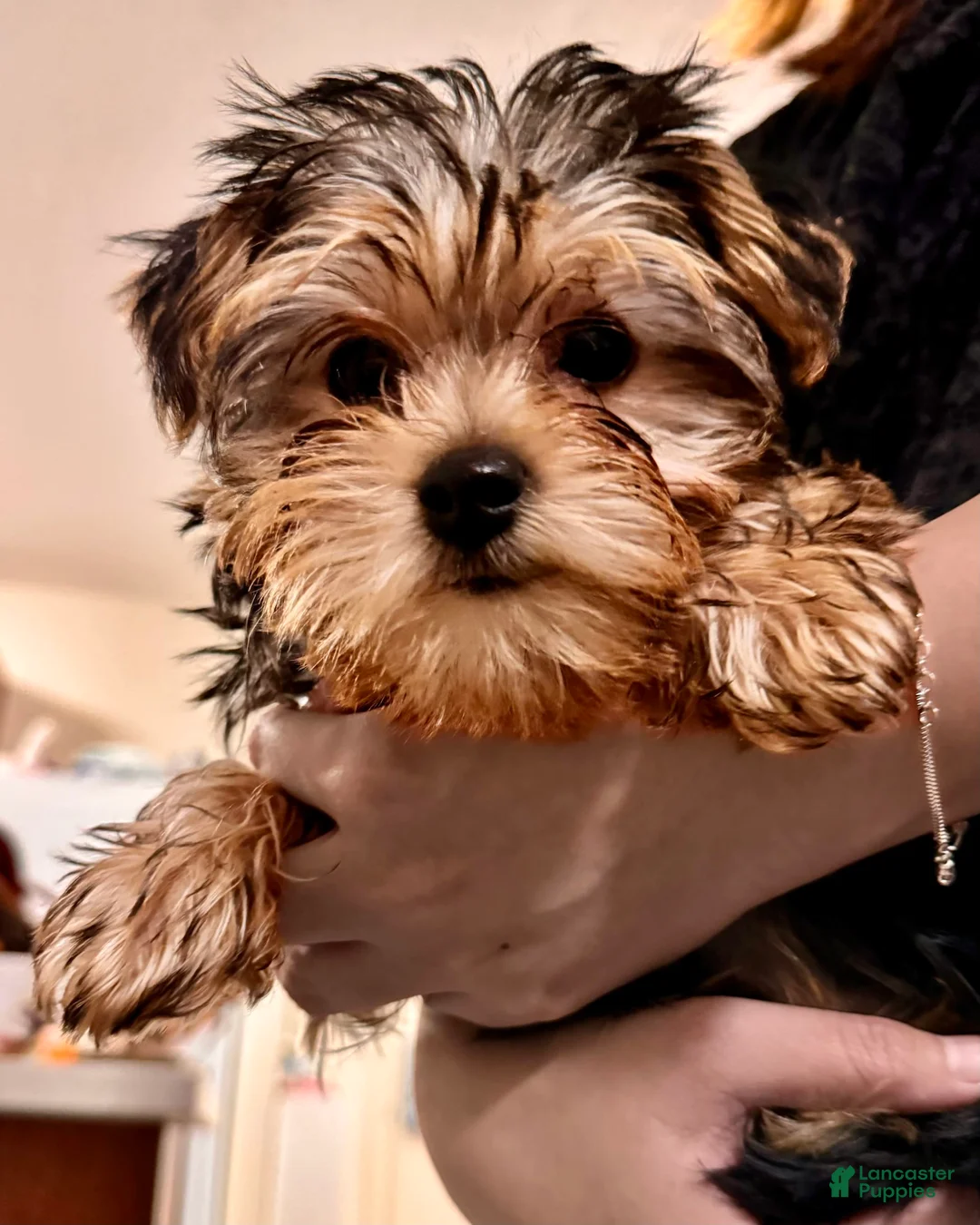 Gallery Image {{count}}