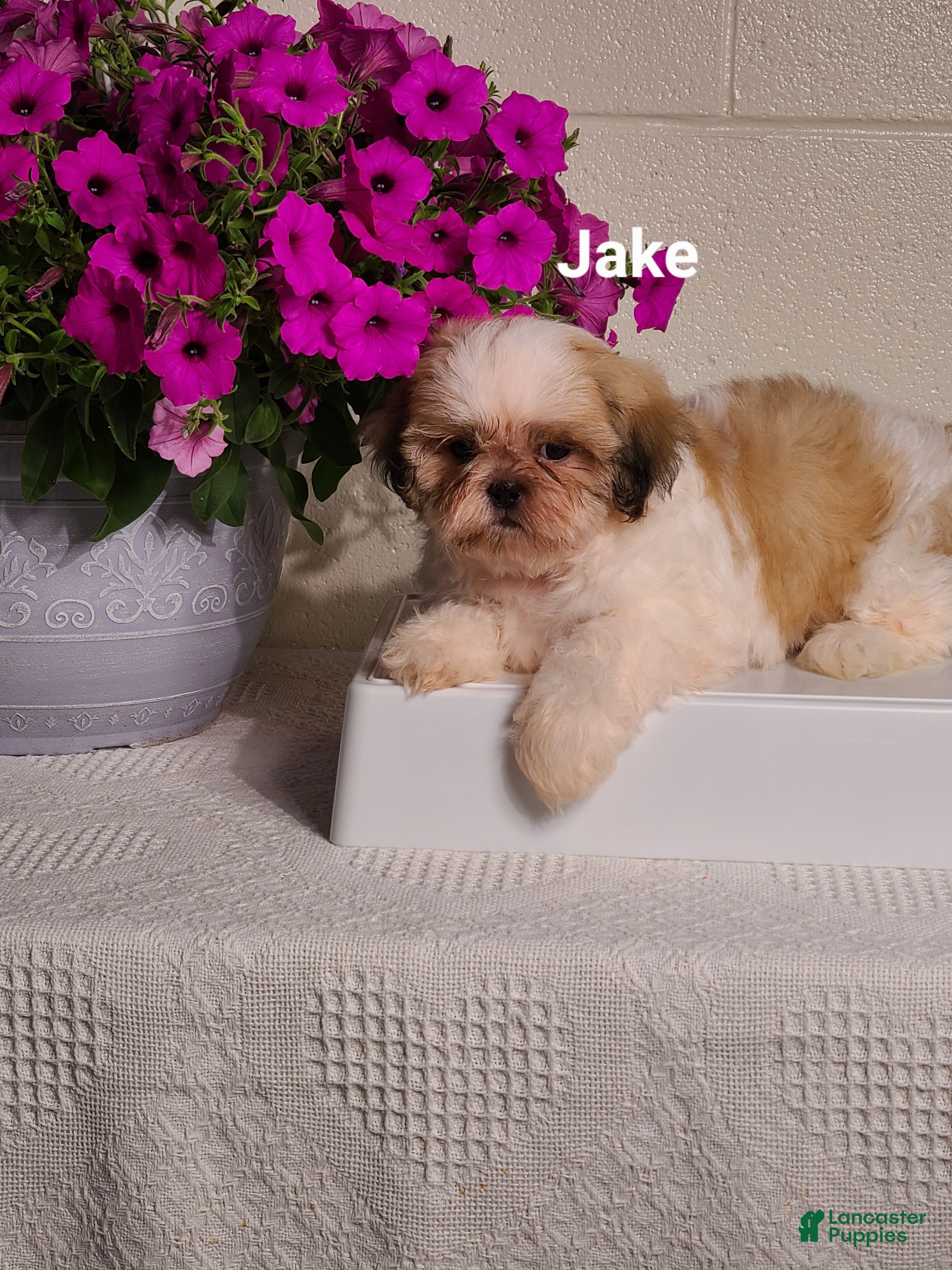 Shih Tzu dogs Jake  - Ad 1