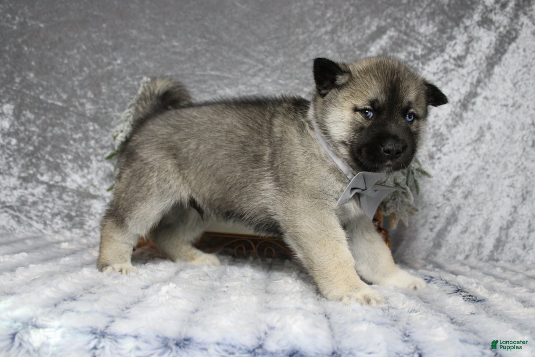 Pomsky dogs for sale: Lorcan  - Ad 7