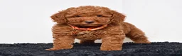 Mini Goldendoodle dogs for sale: Mr. Micky - Ad 4
