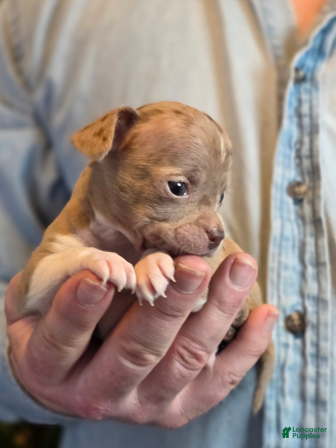 Chihuahua dogs for sale: Splash - Ad 16