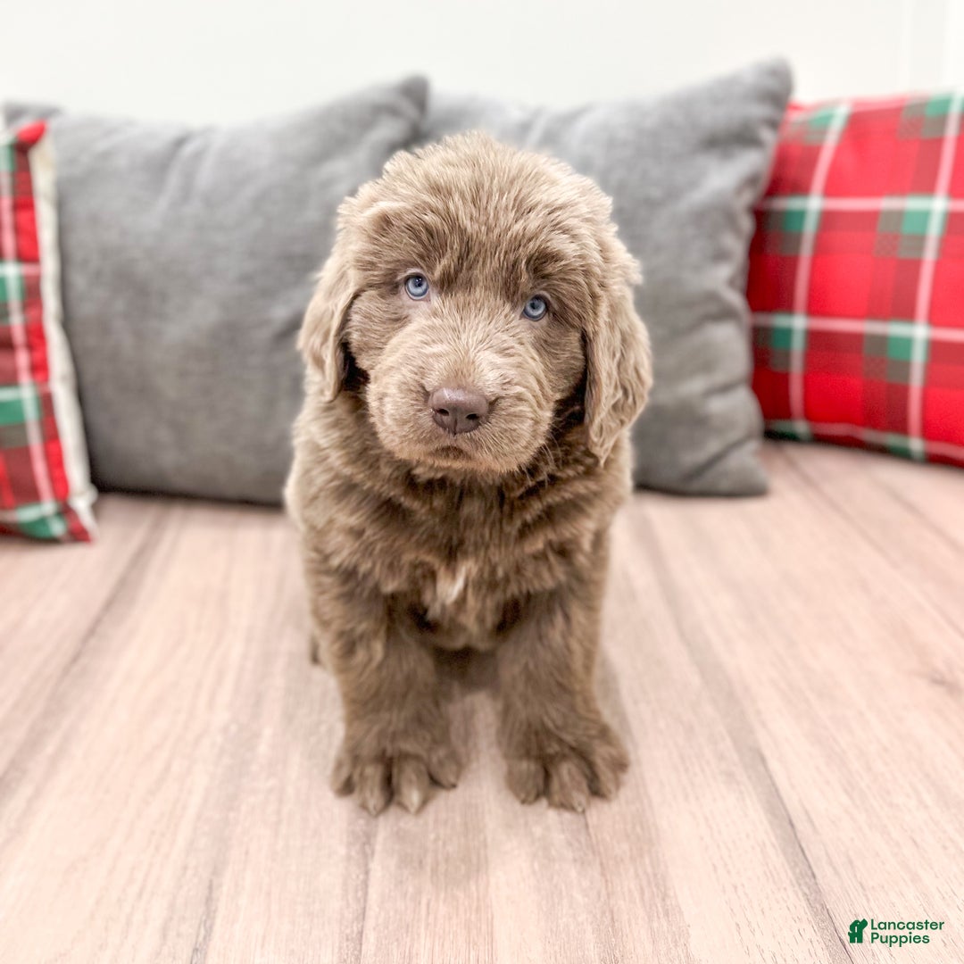 Newfoundland dogs for sale: Violet - Ad 2