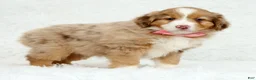 Australian Shepherd dogs for sale: Quinn - Ad 5