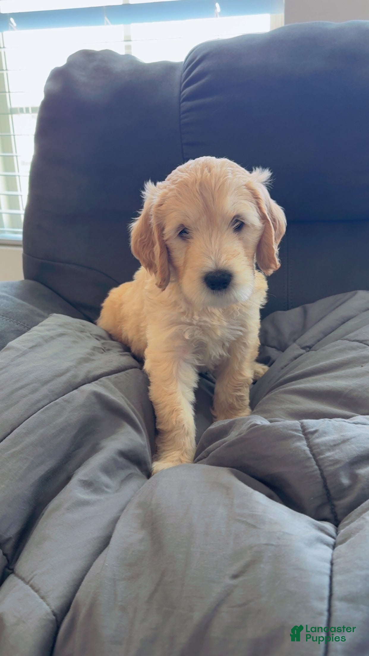 Goldendoodle dogs for sale: Goldendoodle Lime Green Puppy  - Ad 3