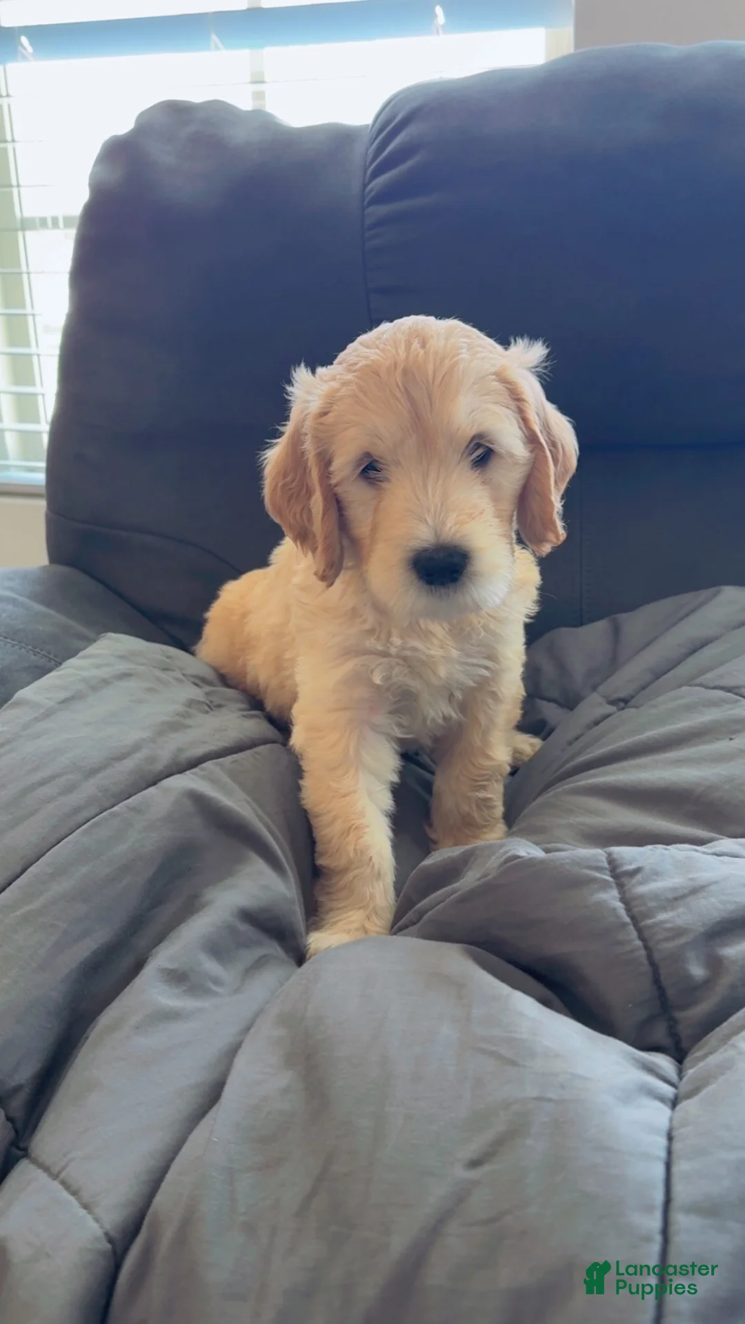 Goldendoodle dogs for sale: Goldendoodle Lime Green Puppy  - Ad 1