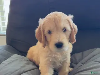 Goldendoodle dogs for sale: Goldendoodle Lime Green Puppy - Ad 3
