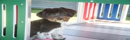 Havanese dogs for sale: Oreo - Ad 3