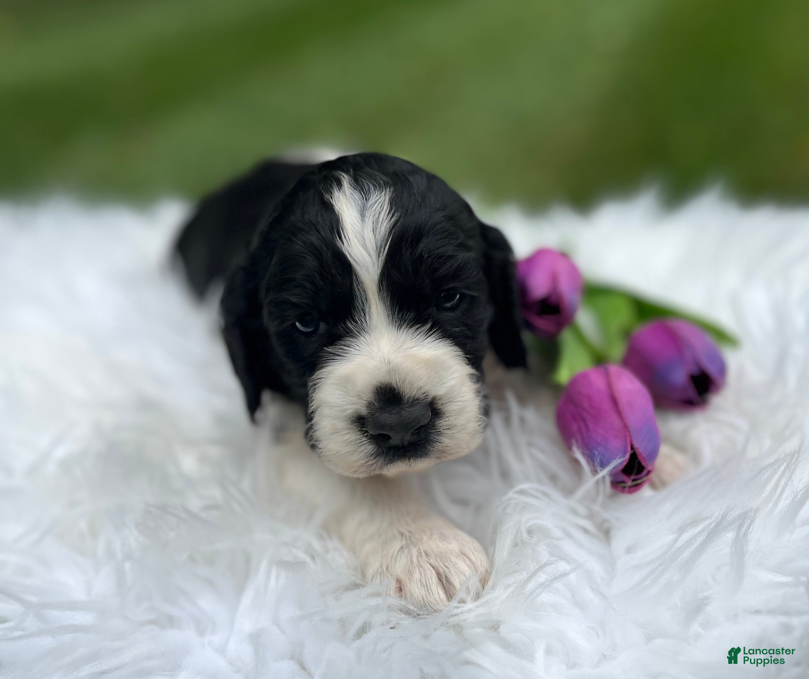 English Springer Spaniel dogs Duke - Ad 2