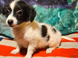 Chihuahua dogs Nix - Ad 1