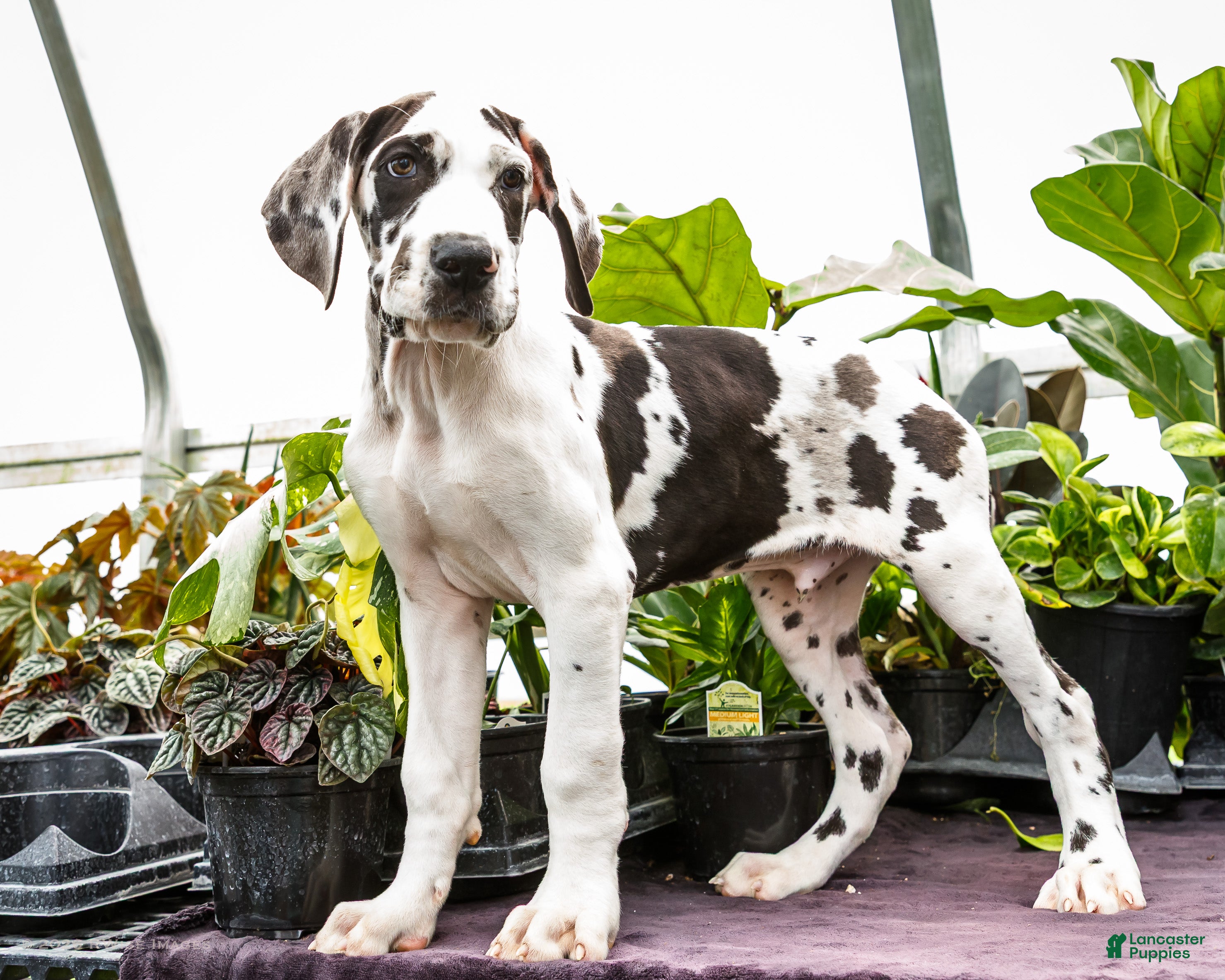 Great Dane dogs Chester - Ad 1
