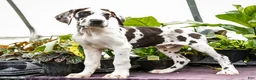 Great Dane dogs for sale: Chester - Ad 3