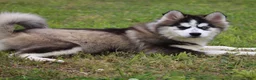 Pomsky dogs for sale: Easton - Ad 2