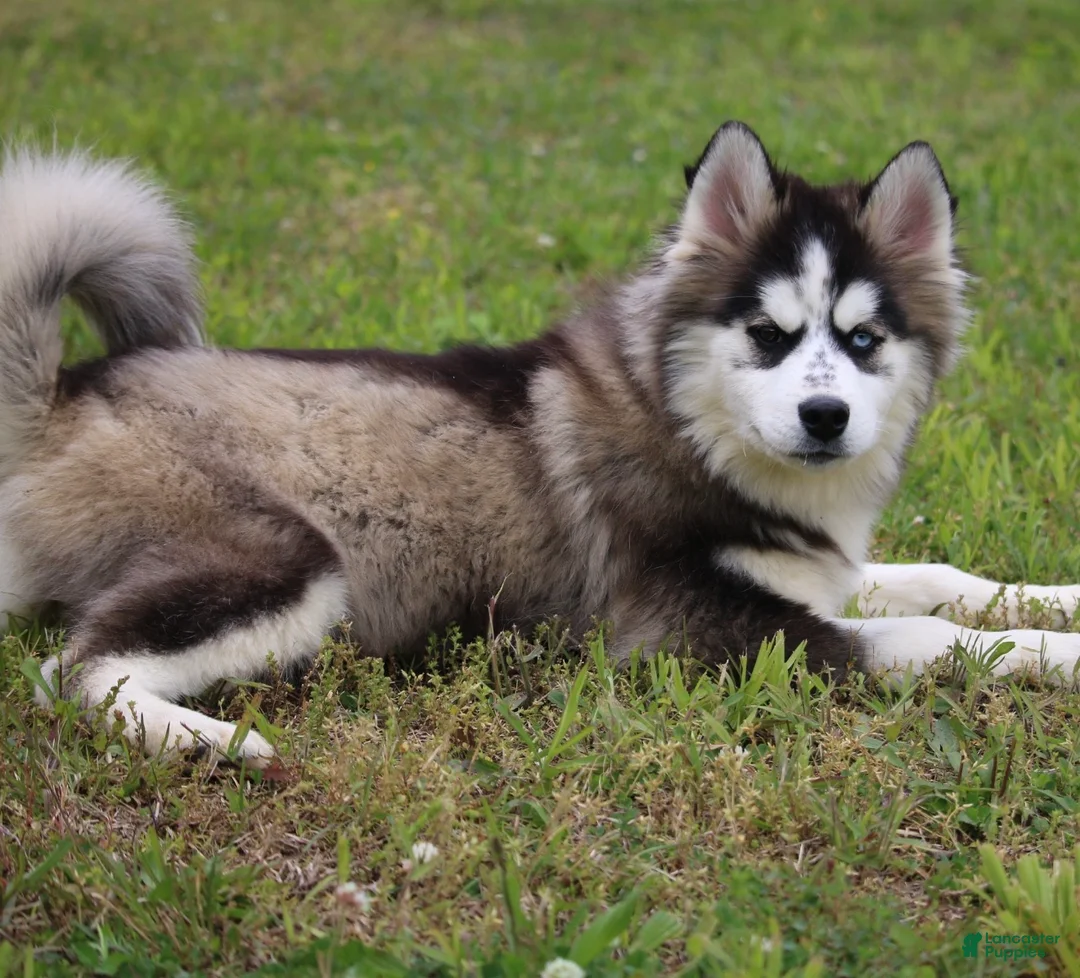 Pomsky dogs for sale: Easton - Ad 2