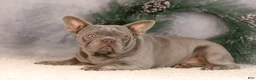 French Bulldog dogs for sale: Forest - Ad 15