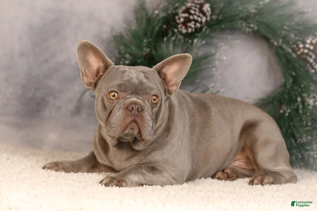French Bulldog dogs for sale: Forest - Ad 15