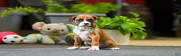 Boxer dogs for sale: Maxl - Ad 1