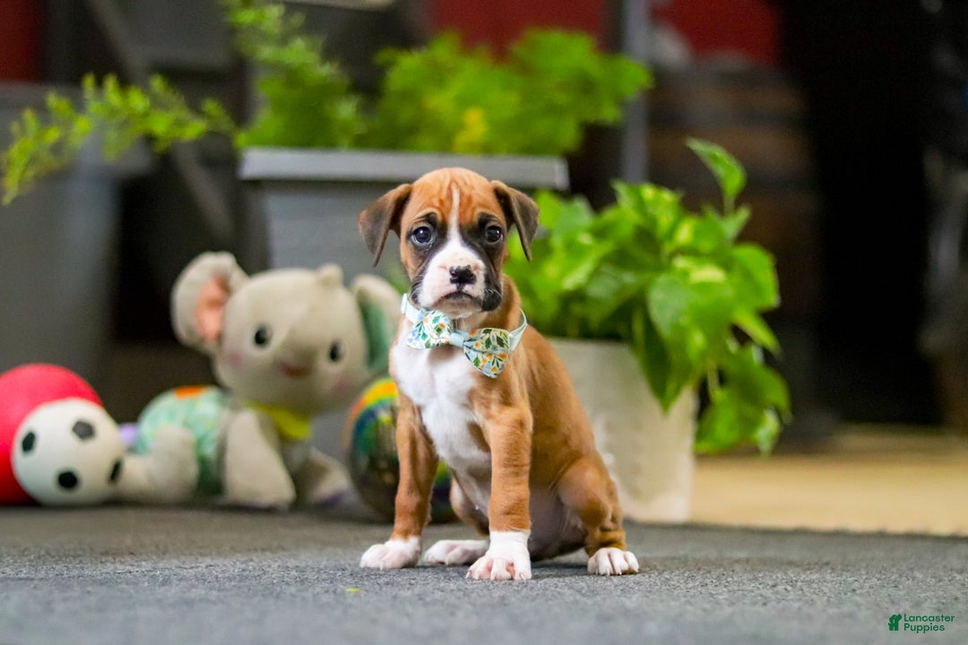 Boxer dogs for sale: Maxl - Ad 1