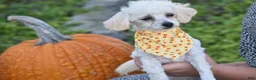 Bichpoo dogs for sale: Bichpoo 1 - Ad 1