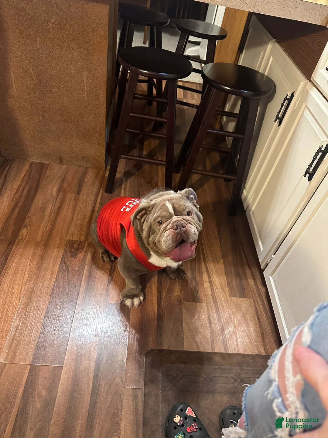 English Bulldog dogs for sale: Reggie  - Ad 2