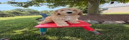 Cockapoo dogs for sale: Maddy - Ad 4