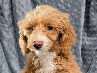 Standard Poodle dogs Cactus - Ad 21