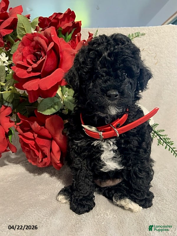 Toy Poodle dogs Rascal - Ad 1