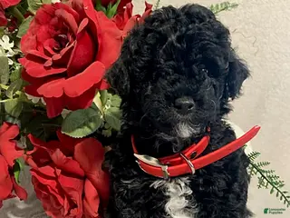 Toy Poodle dogs for sale: Rascal - Ad 1