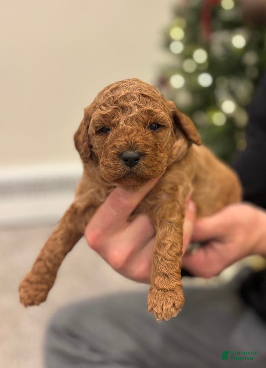 Mini Goldendoodle dogs for sale: London  - Ad 3