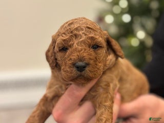 Mini Goldendoodle dogs for sale: London - Ad 3