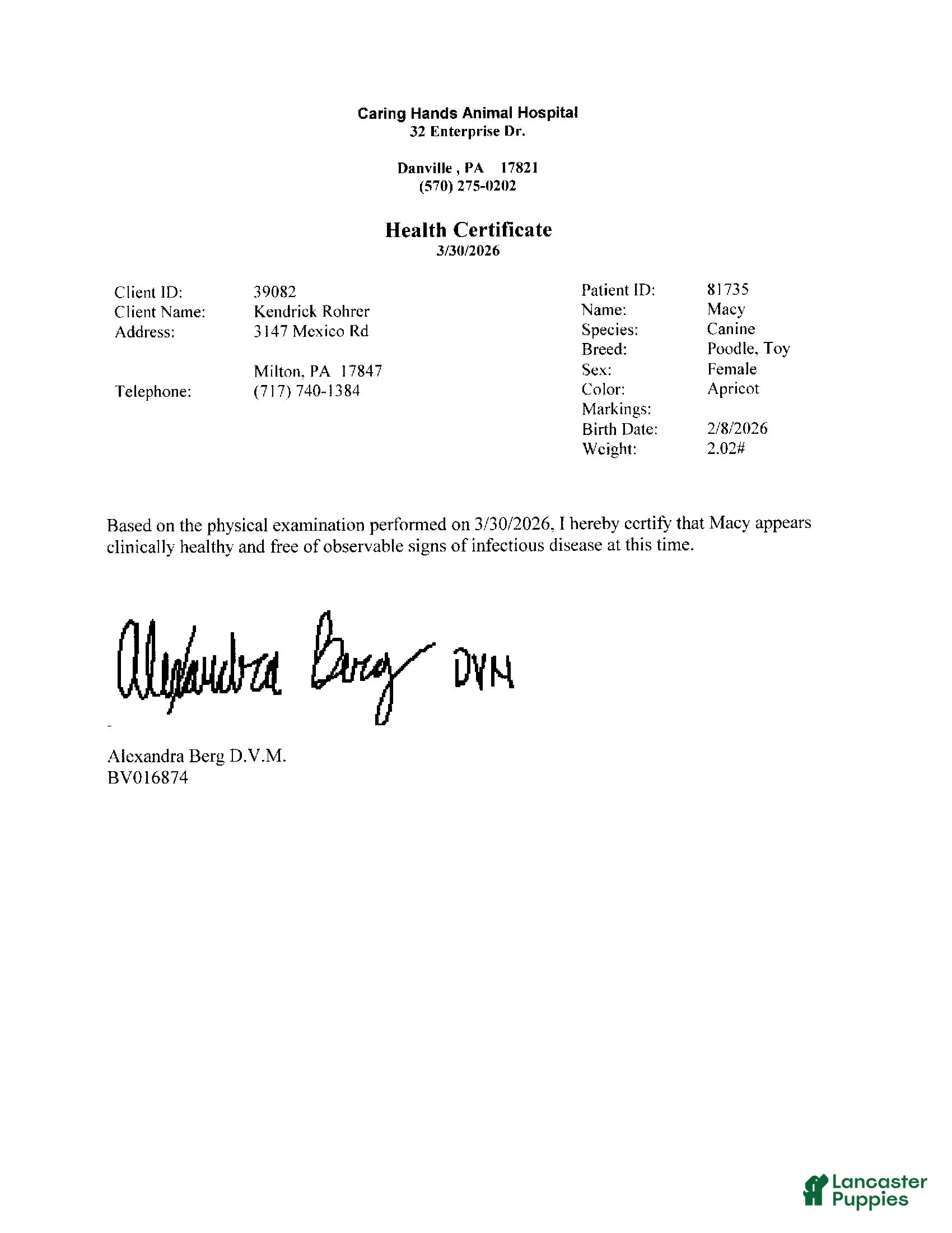 Toy Poodle dogs Macy - Ad 2