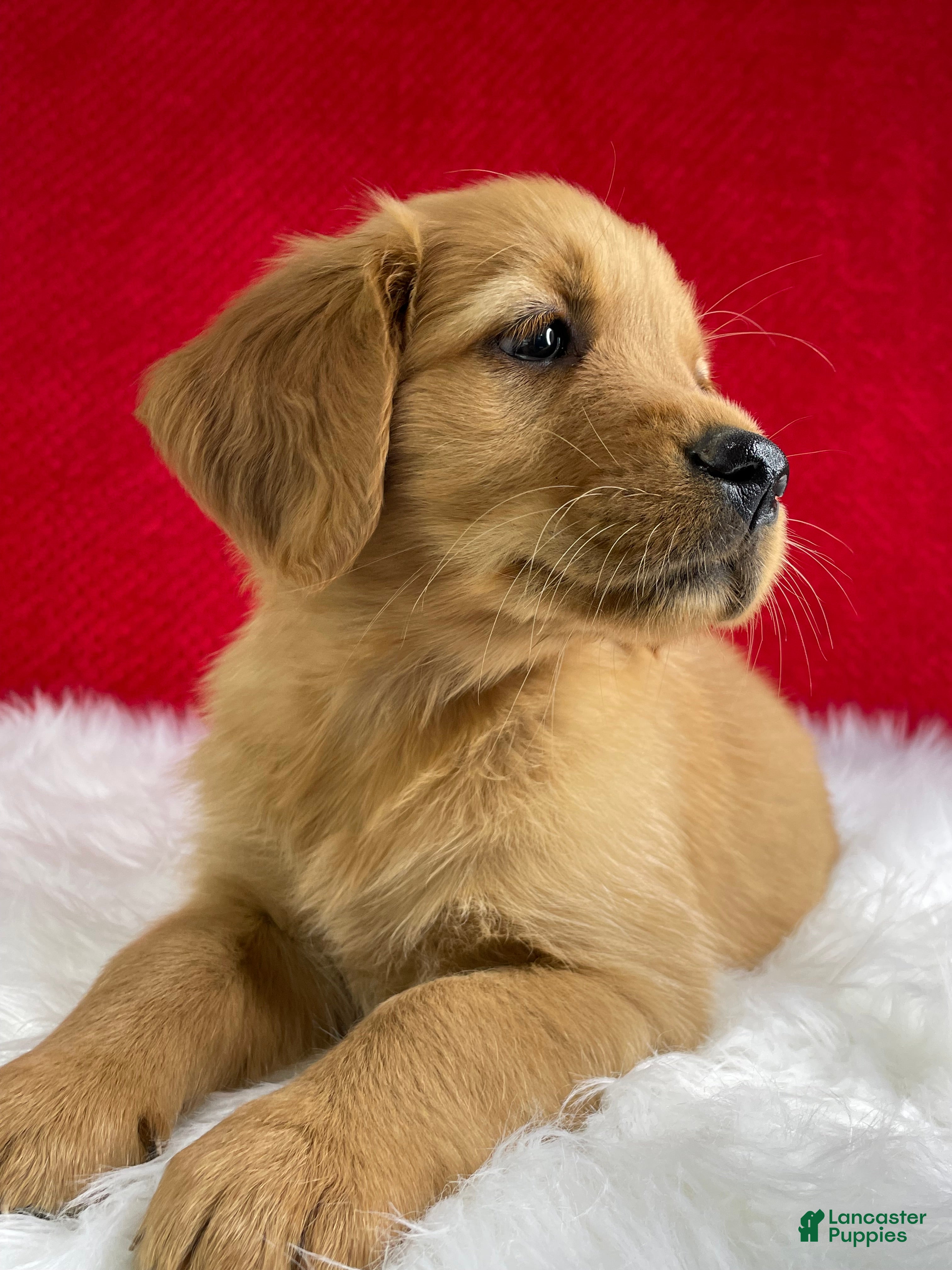 Golden Retriever dogs Lily - Ad 2