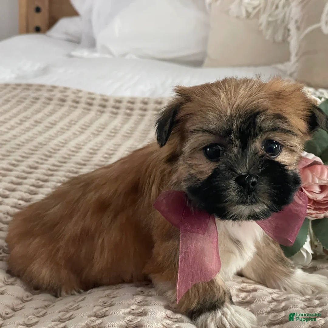 Morkie dogs for sale: Nutella - Ad 5