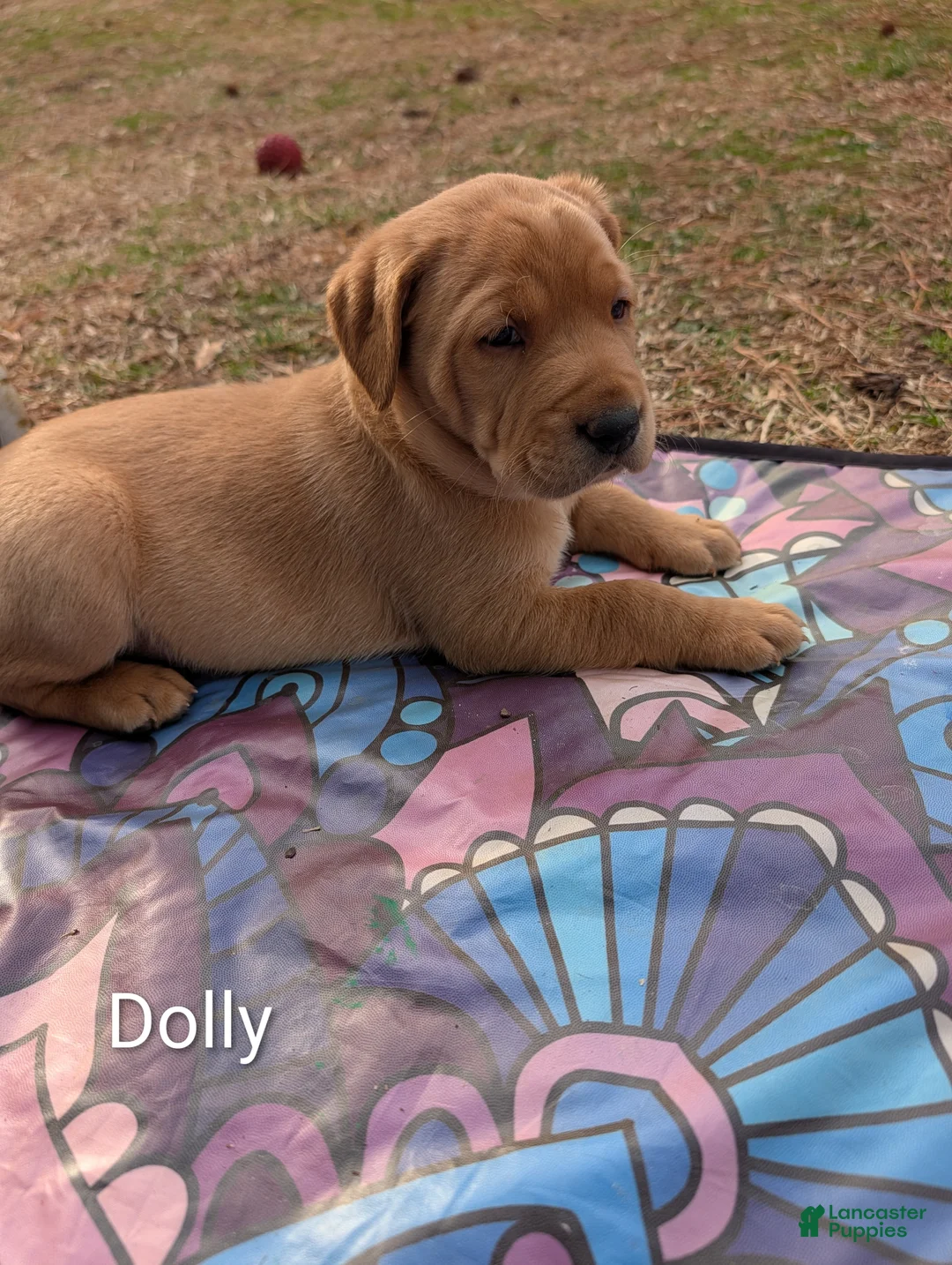 Labrador Retriever dogs for sale: Dolly - Ad 1
