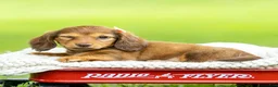 Miniature Dachshund dogs for sale: Bella - Ad 4
