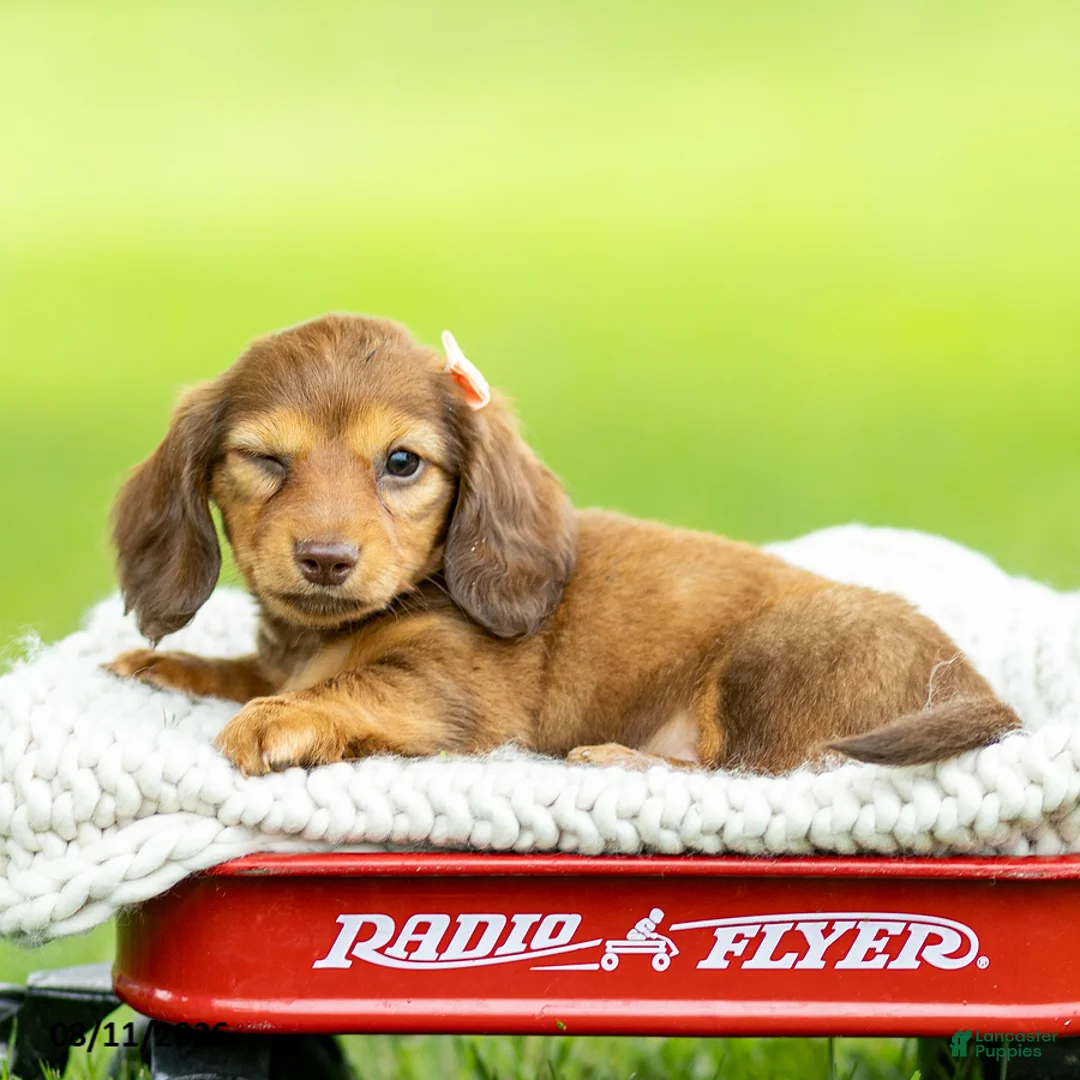 Miniature Dachshund dogs for sale: Bella - Ad 4
