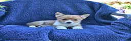 Welsh Corgi Pembroke dogs for sale: Sparky - Ad 3
