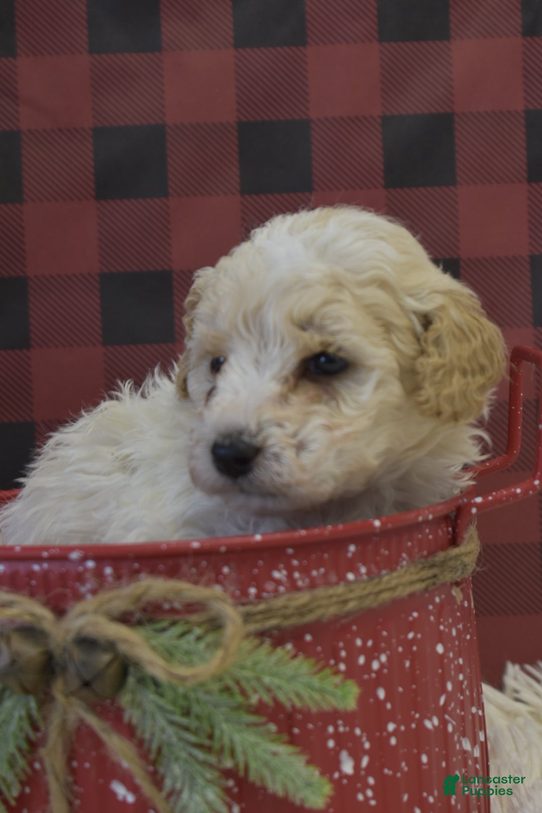 Miniature Poodle dogs for sale: Matt - Ad 3