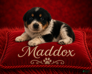 Australian Shepherd dogs Maddox - Ad 10