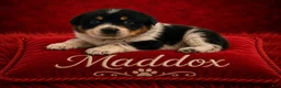 Australian Shepherd dogs for sale: Maddox - Ad 1