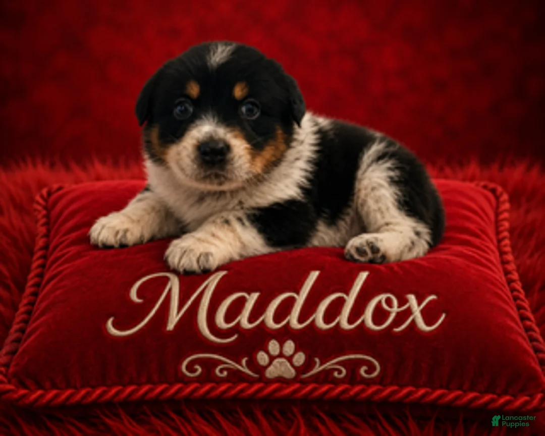 Australian Shepherd dogs for sale: Maddox - Ad 1