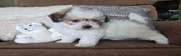 Maltipoo dogs for sale: Graham - Ad 9
