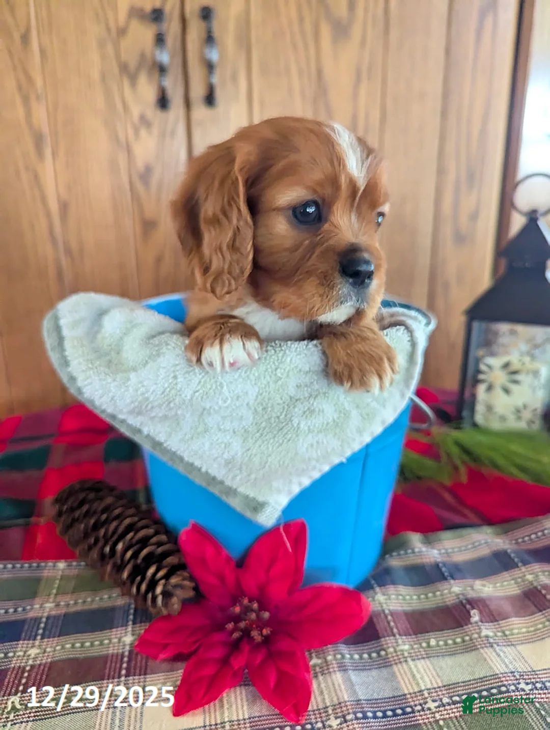 Cavalier King Charles Spaniel dogs for sale: Fred - Ad 4