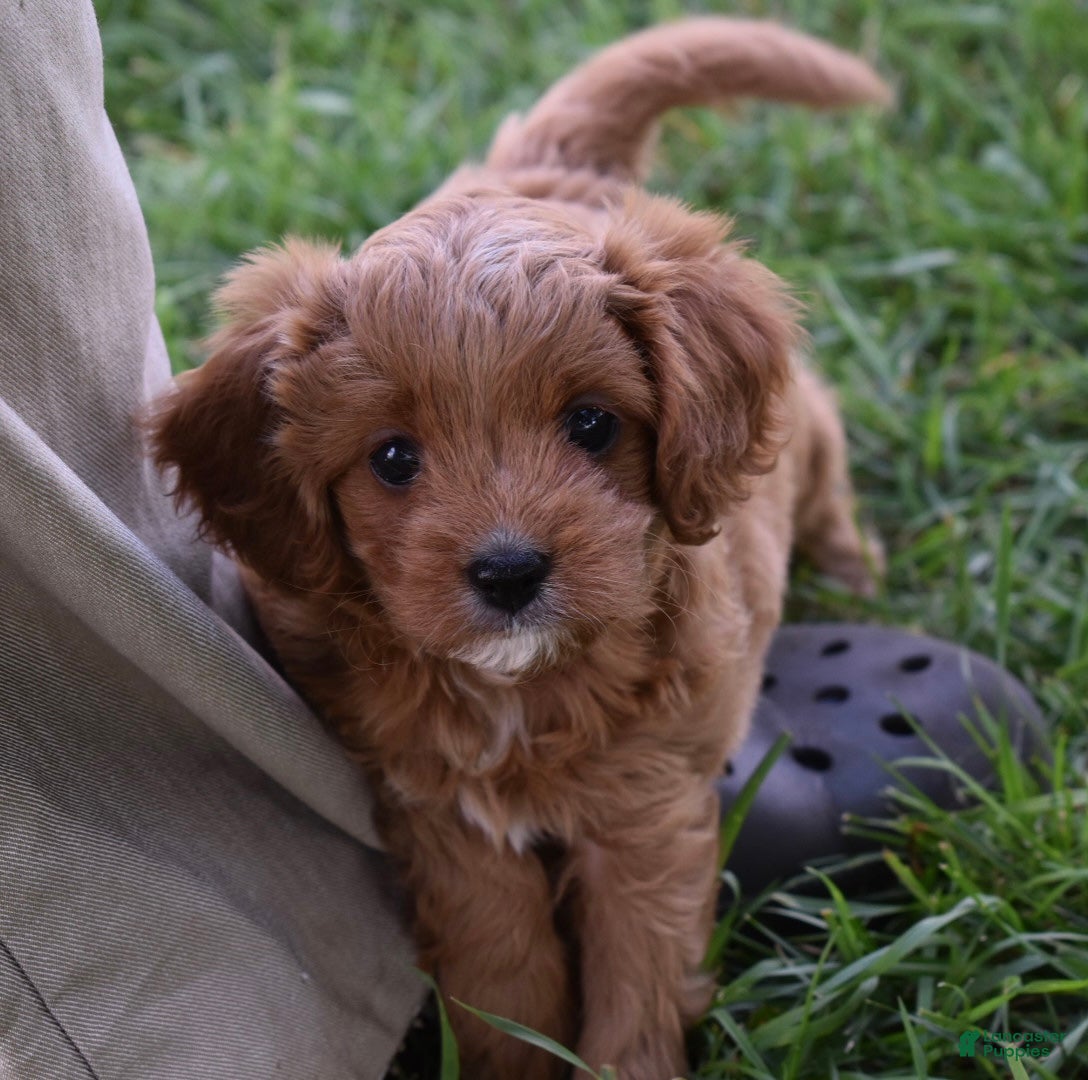 Cavapoo dogs Lily - Ad 2
