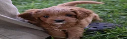 Cavapoo dogs for sale: Lily - Ad 2