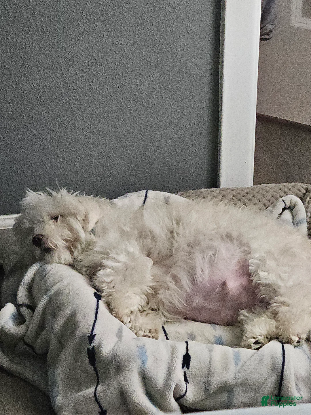 Maltese dogs for sale: Maltese Puppy 3 - Ad 2