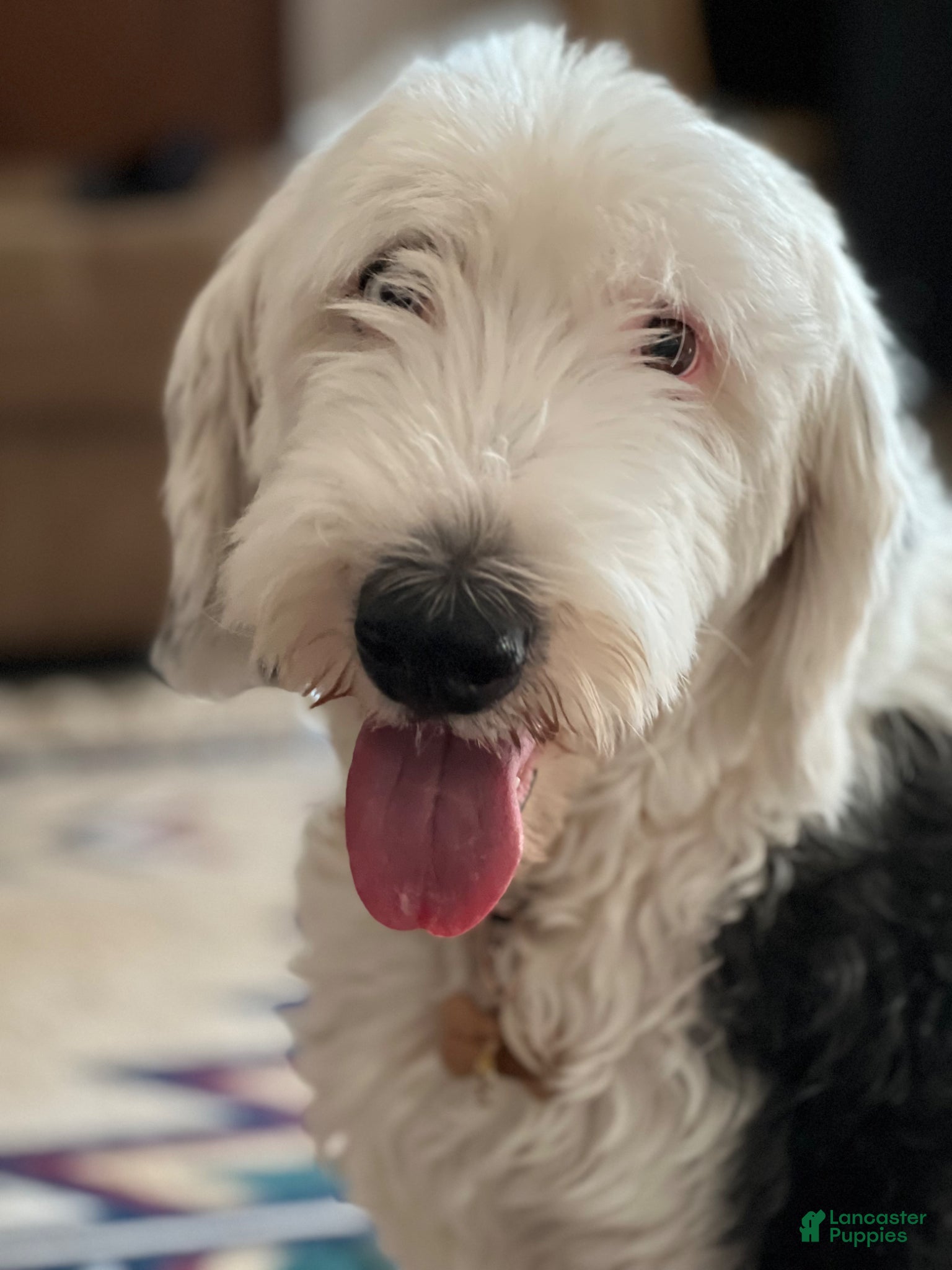 Sheepadoodle dogs Sheepadoodle Puppy 1 - Ad 2